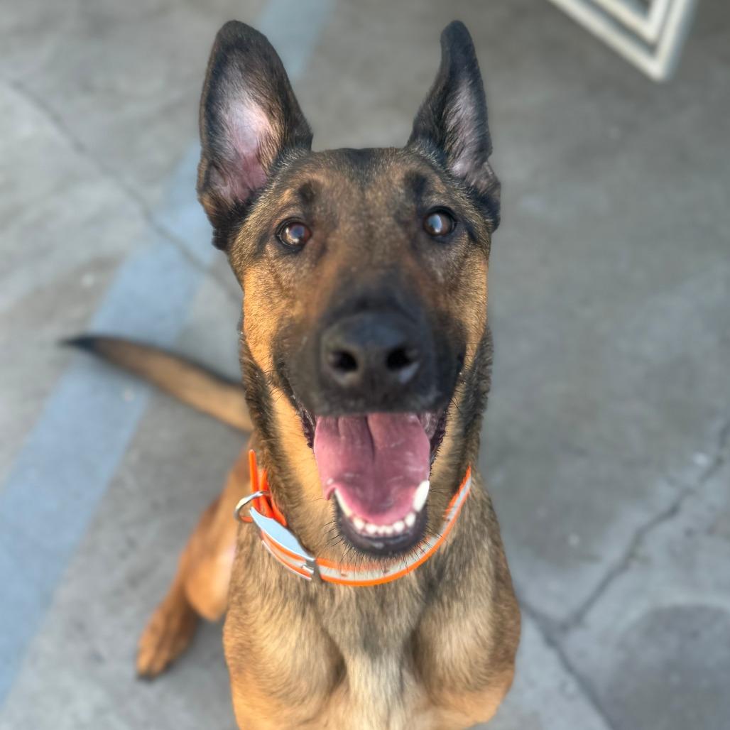 Luca (C000-612) - Costa Mesa Location, a Adoptable mixed breed in Chino Hills, CA image 3/6