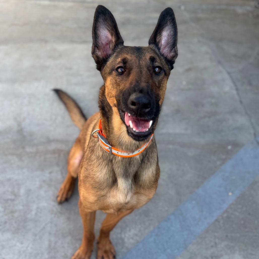 Luca (C000-612) - Costa Mesa Location, a Adoptable mixed breed in Chino Hills, CA image 4/6