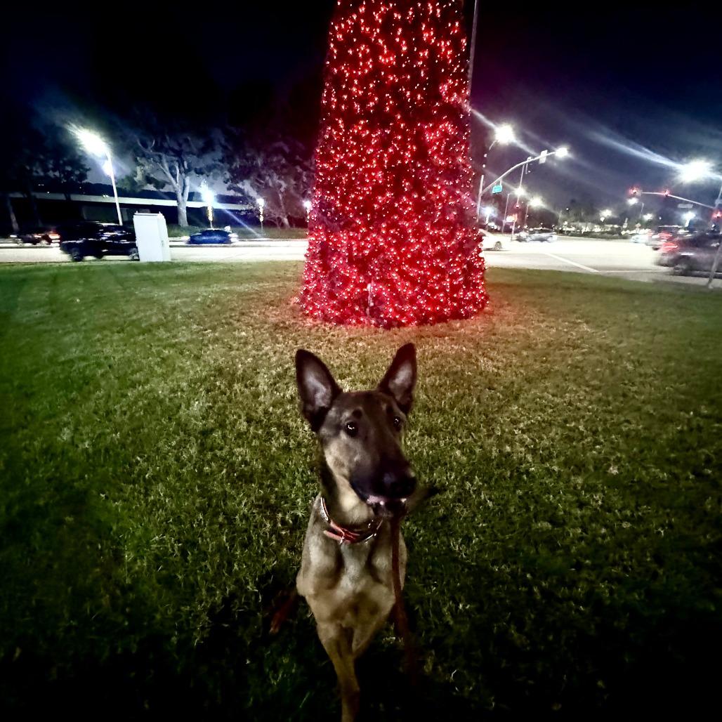 Luca (C000-612) - Costa Mesa Location, a Adoptable mixed breed in Chino Hills, CA image 6/6