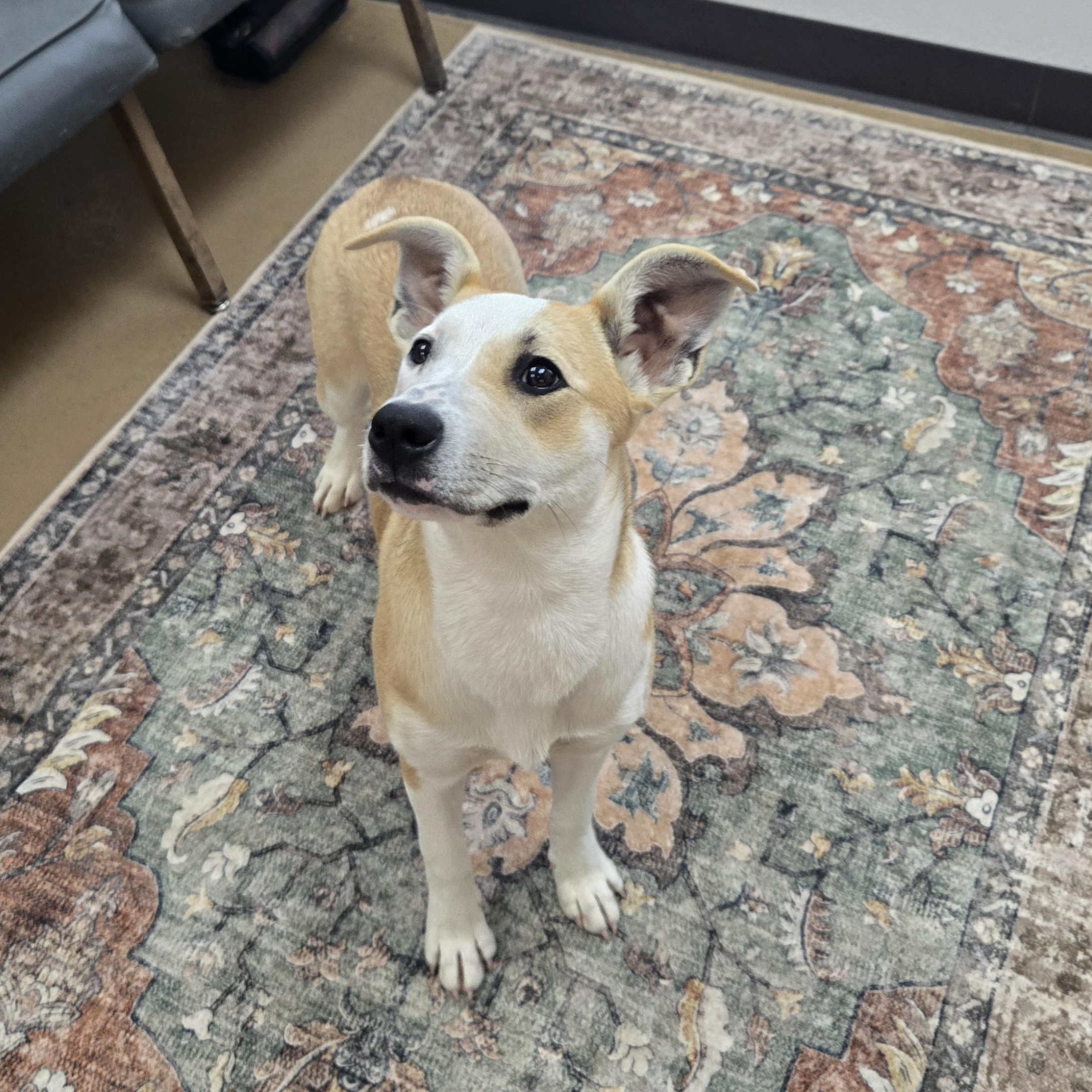 Enlarge Bambi , an adopted Beagle in Xenia , OH image 4/6