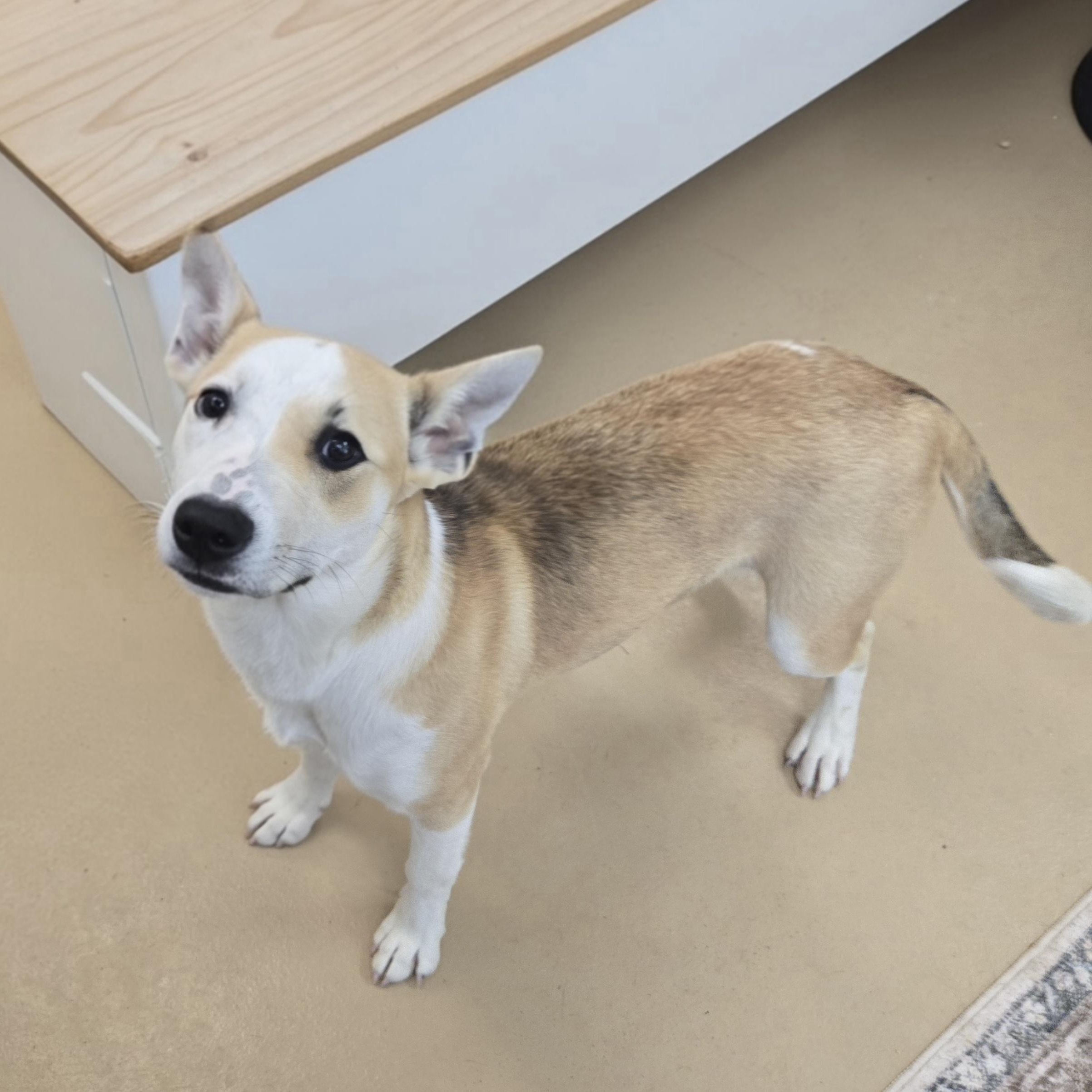 Enlarge Bambi , an adopted Beagle in Xenia , OH image 2/6