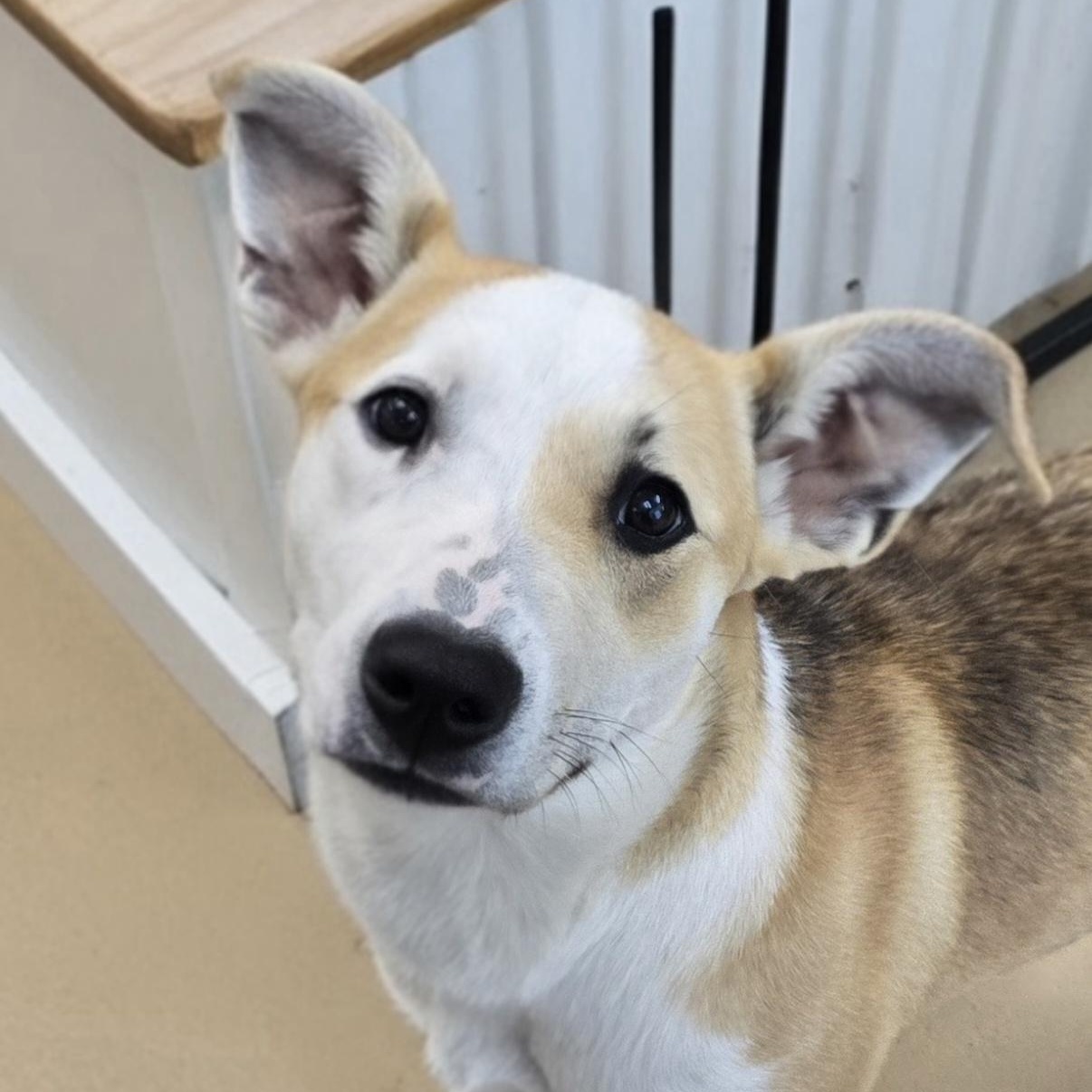 Bambi , adopted, Young Female Beagle.