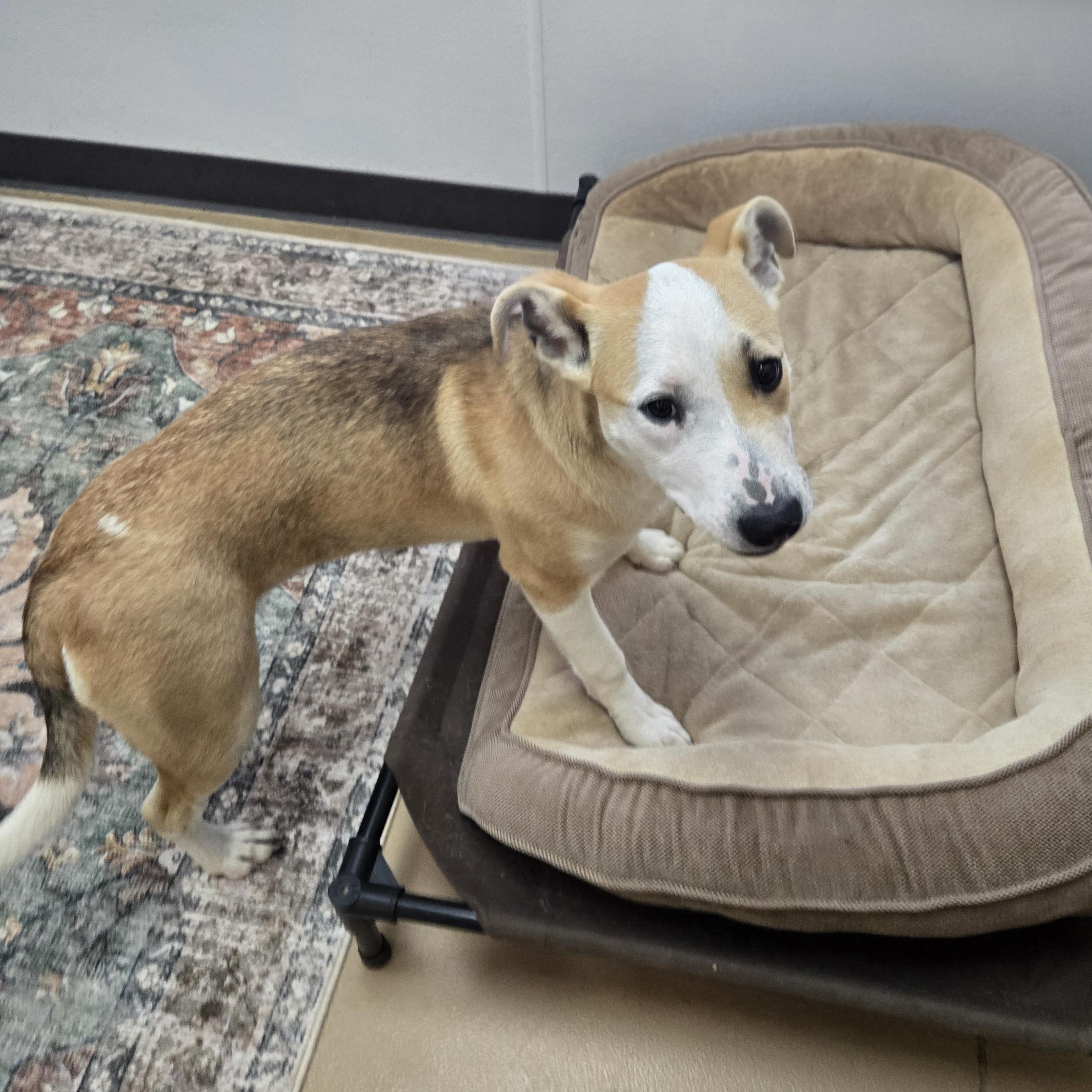 Enlarge Bambi , an adopted Beagle in Xenia , OH image 5/6