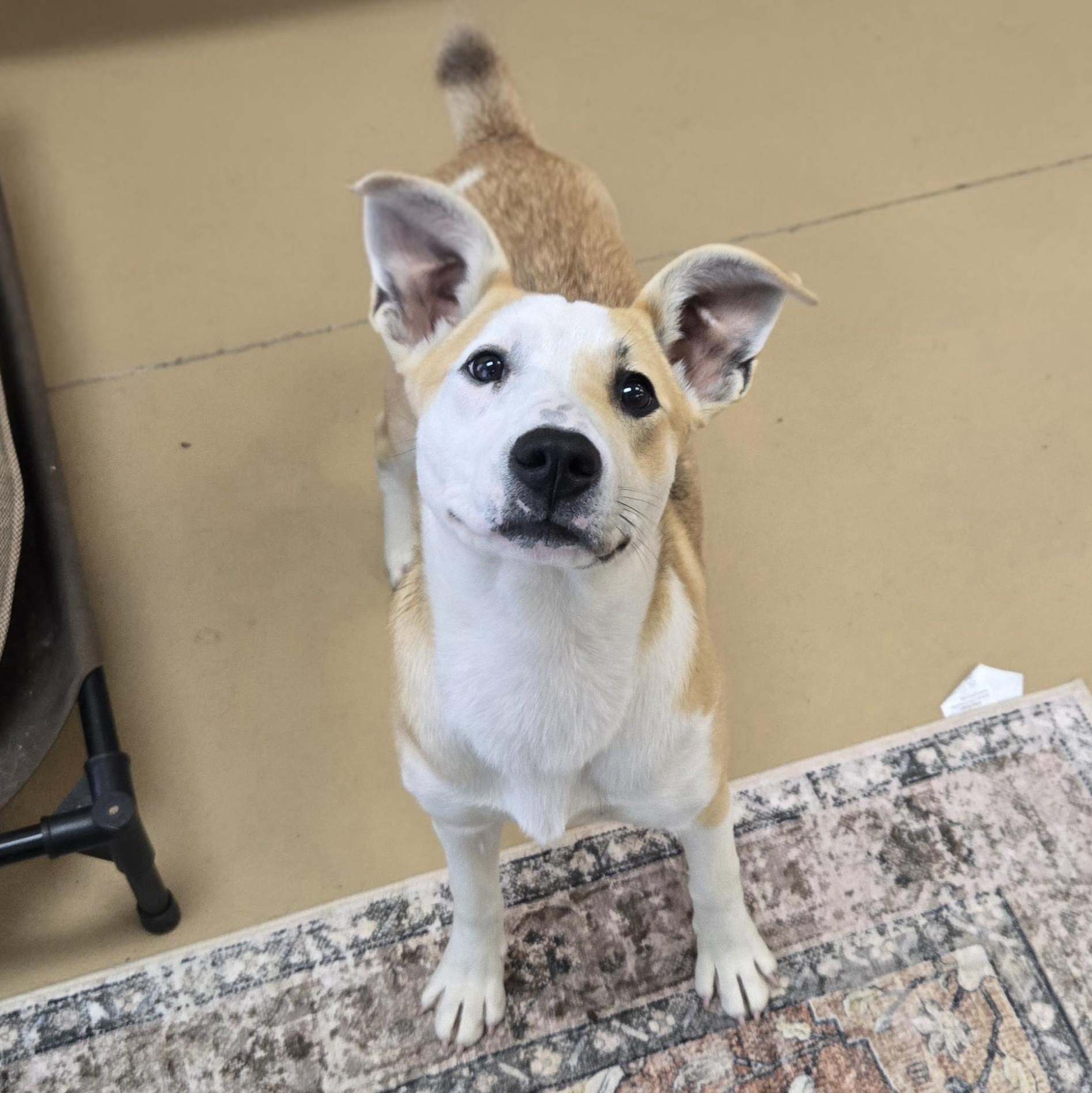 Enlarge Bambi , an adopted Beagle in Xenia , OH image 6/6