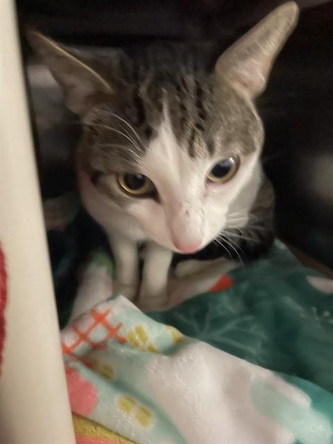 STEVIE, Adoptable, Adult Male Domestic Short Hair.