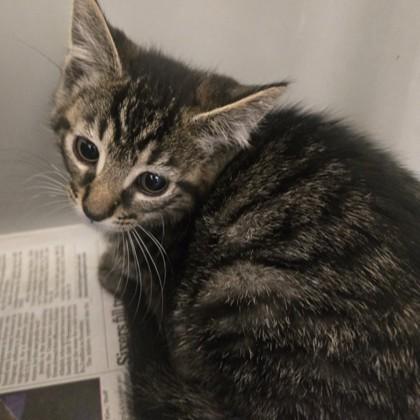 Enlarge Tostada, an adopted Domestic Short Hair in Phoenixville, PA image 2/2