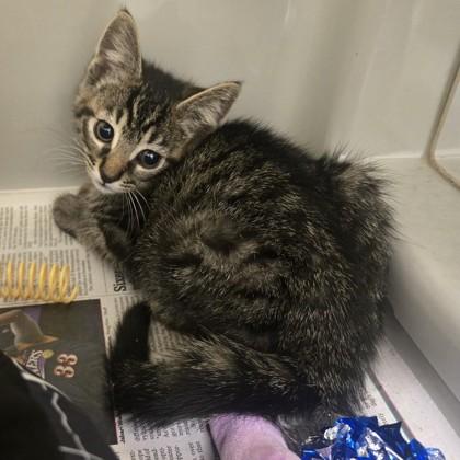 Enlarge Tostada, an adopted Domestic Short Hair in Phoenixville, PA image 1/2