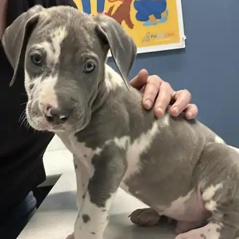 Sterling, ADOPTABLE, Puppy Male Great Dane.
