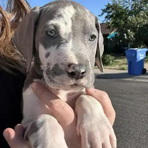 Enlarge Sterling, a ADOPTABLE Great Dane in Mesa, AZ image 3/3
