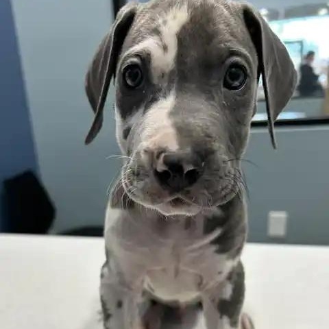 Enlarge Sterling, a ADOPTABLE Great Dane in Mesa, AZ image 2/3