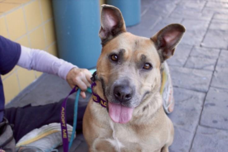 ALICE, Adoptable, Adult Female Staffordshire Bull Terrier & Mixed Breed.