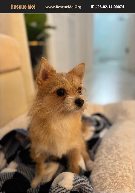 Lumi, ADOPTABLE, Young Female Yorkshire Terrier & Chihuahua.