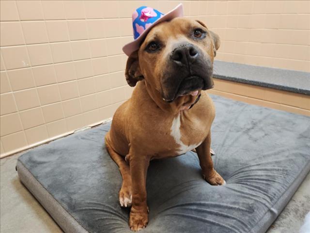 Enlarge CHEVY, a Adoptable Mixed Breed in Santa Fe, NM image 1/1