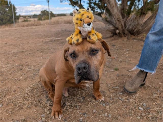 CHEVY, Adoptable, Senior Male Mixed Breed.