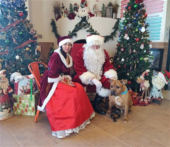 Enlarge CHEVY, a Adoptable Mixed Breed in Santa Fe, NM image 1/1