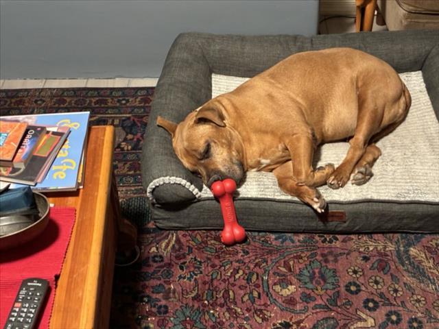 Enlarge CHEVY, a Adoptable Mixed Breed in Santa Fe, NM image 1/1