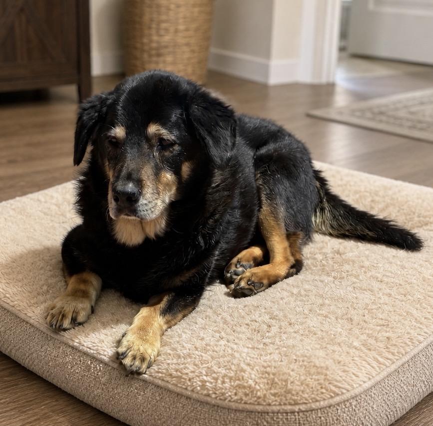 Nicolas, ADOPTABLE, Senior Male Basset Hound.