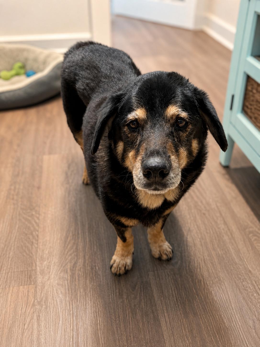 Enlarge Nicolas, a ADOPTABLE mixed breed in Irving, TX image 2/3
