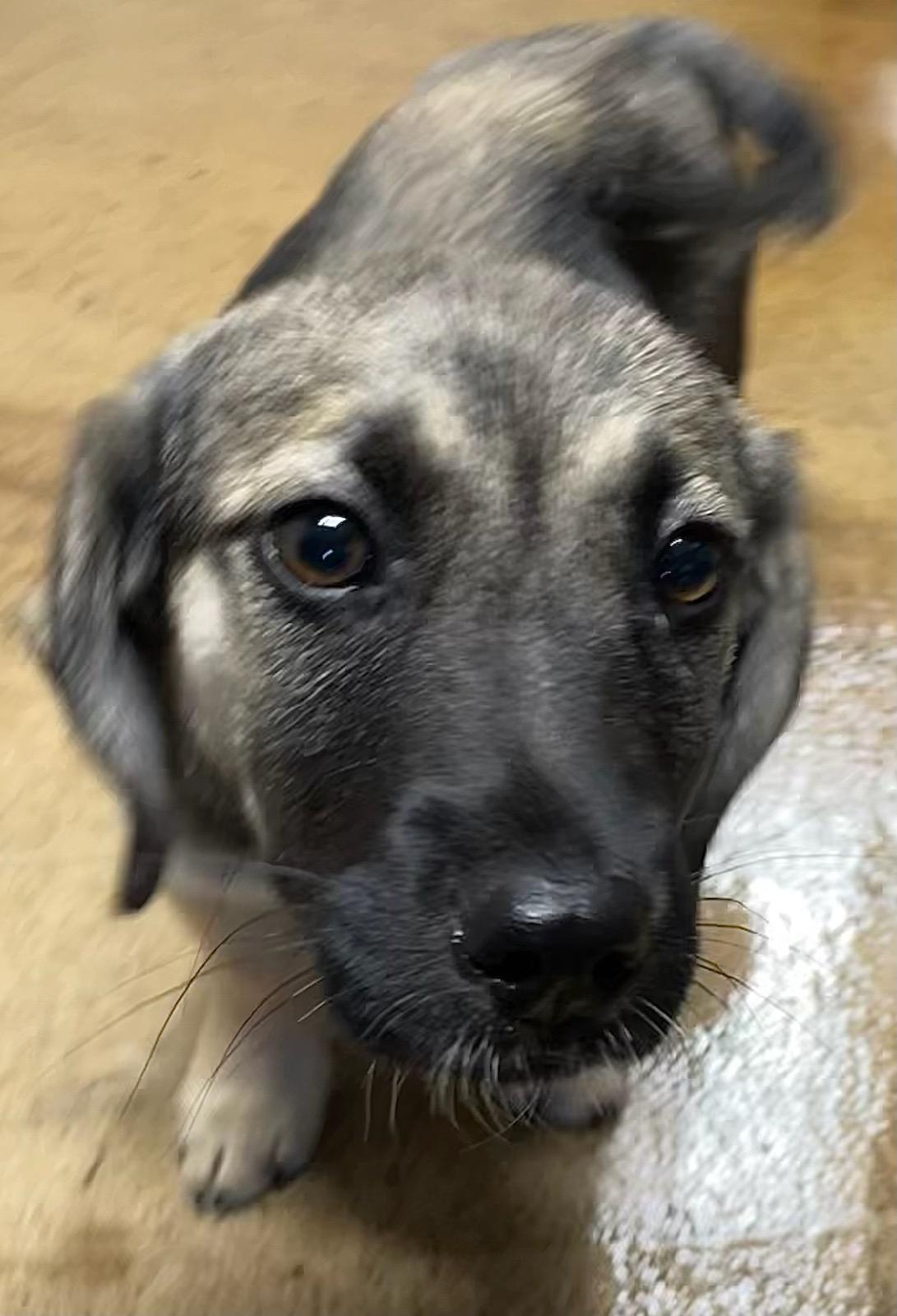 Scooter, an adopted mixed breed in Polson, MT image 5/6
