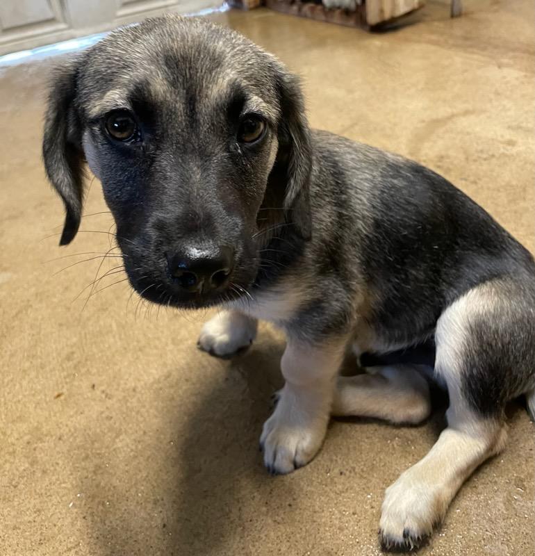 Scooter, an adopted mixed breed in Polson, MT image 4/6