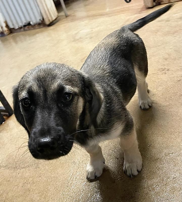 Scooter, an adopted mixed breed in Polson, MT image 6/6