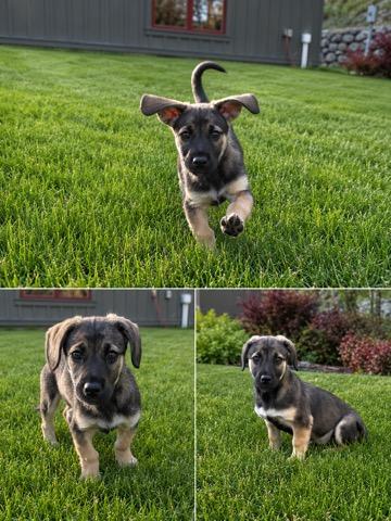 Scooter, an adopted mixed breed in Polson, MT image 2/6