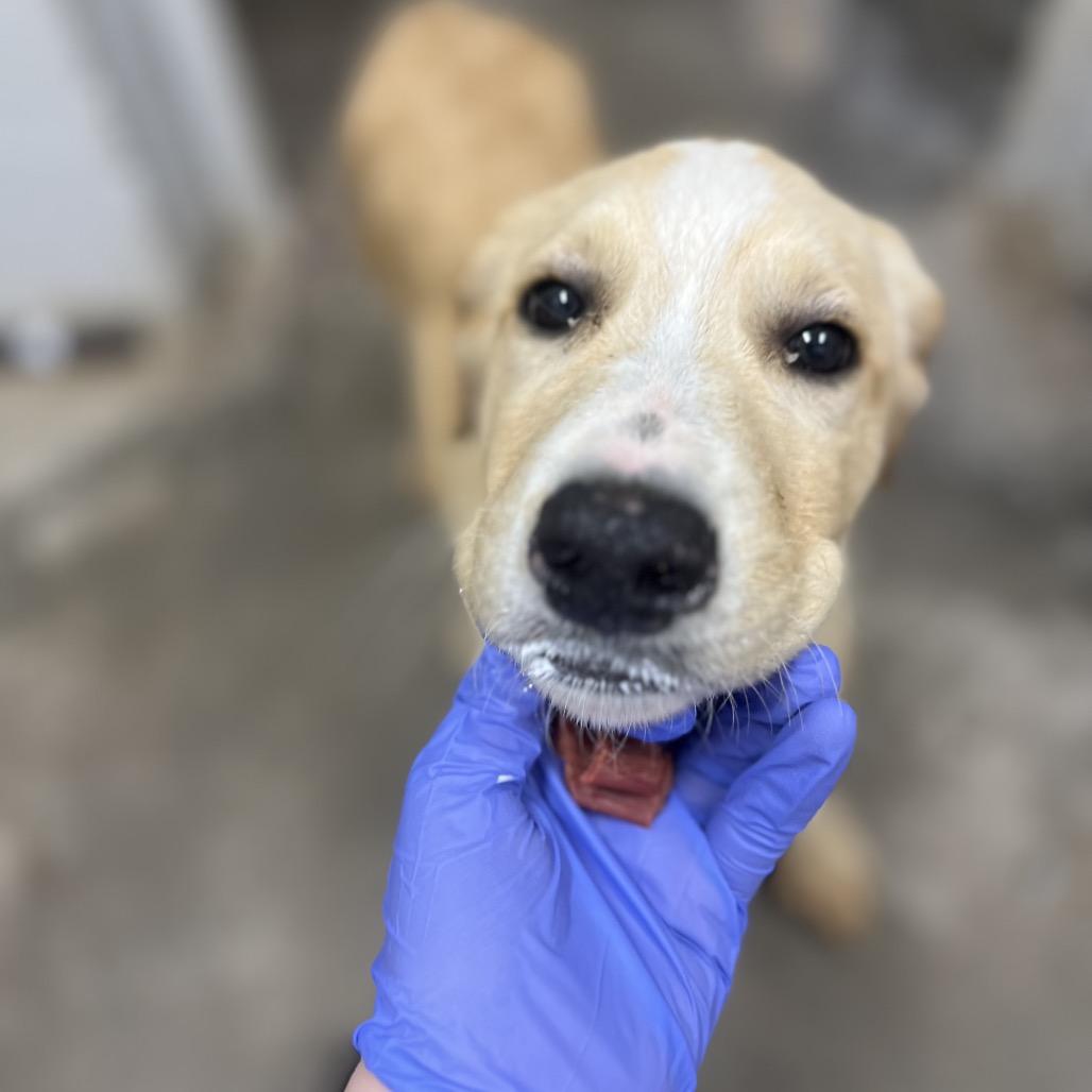 Enlarge Junior, a Adoptable mixed breed in Clanton, AL image 1/2