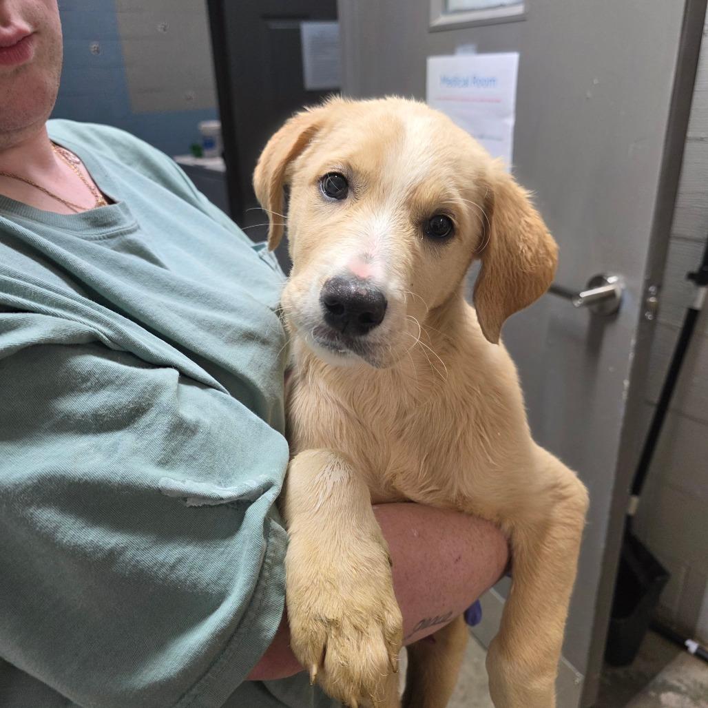 Enlarge Junior, a Adoptable mixed breed in Clanton, AL image 2/2