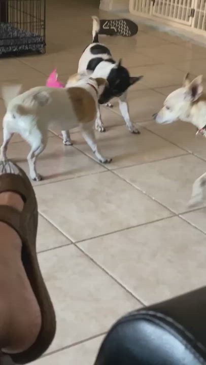 Enlarge Saffron, a Adopted mixed breed in La Feria, TX video 6/11