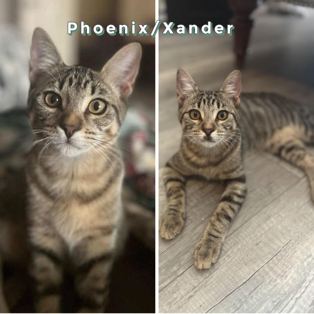 Xander and Phoenix (MT), a Adoptable Tabby in Billings, MT image 1/6