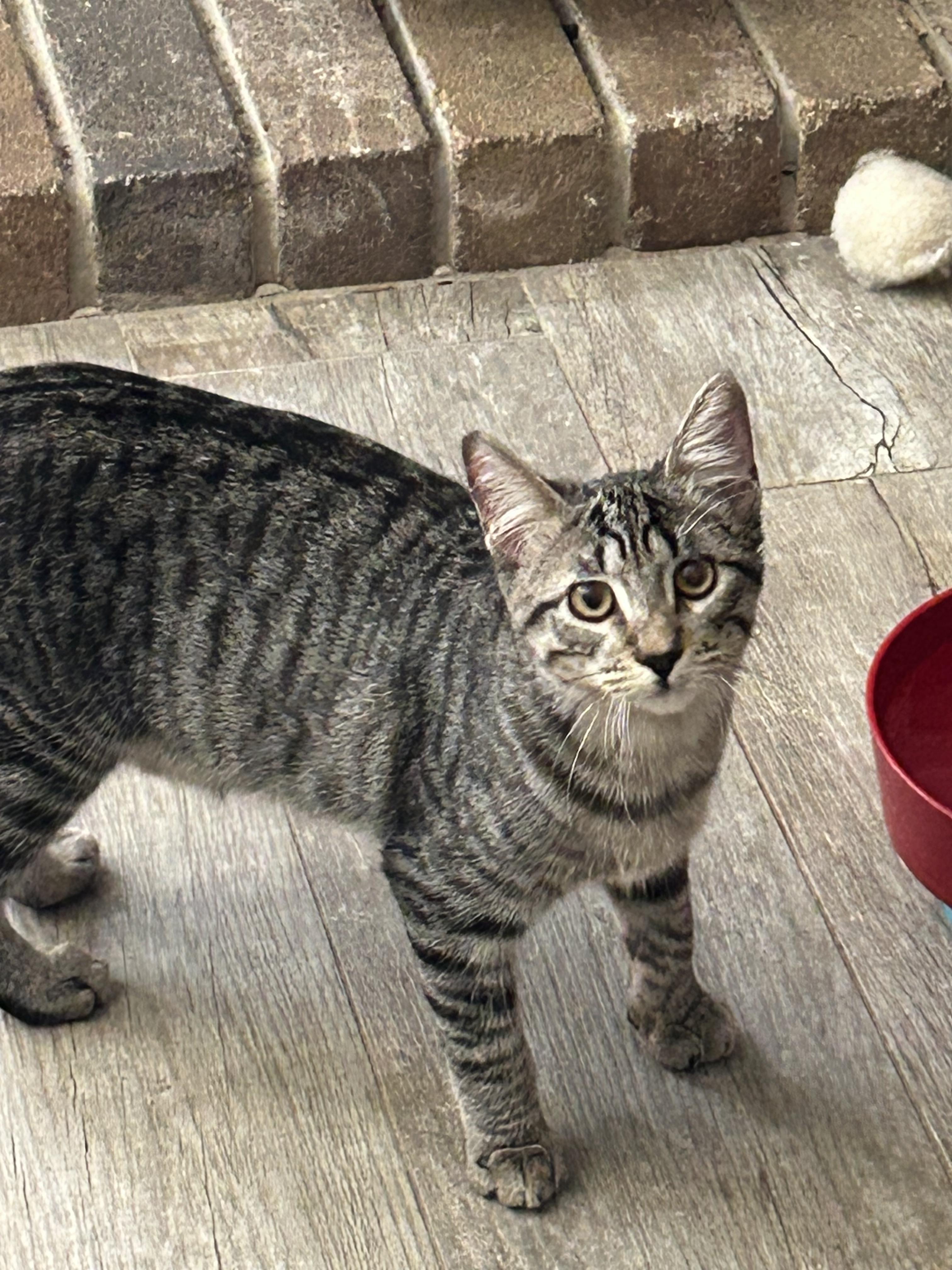Xander and Phoenix (MT), a Adoptable Tabby in Billings, MT image 3/6
