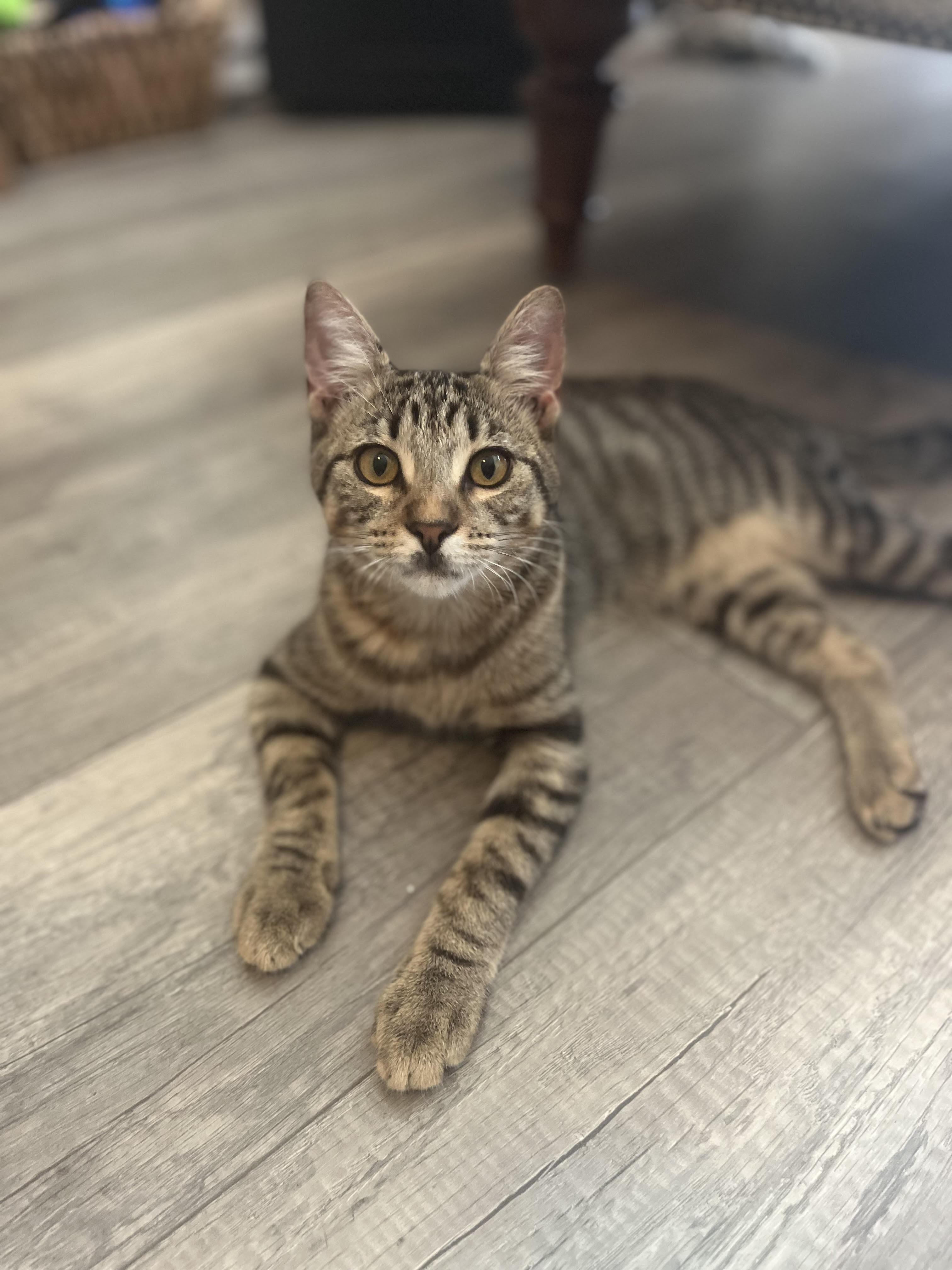 Xander and Phoenix (MT), a Adoptable Tabby in Billings, MT image 4/6
