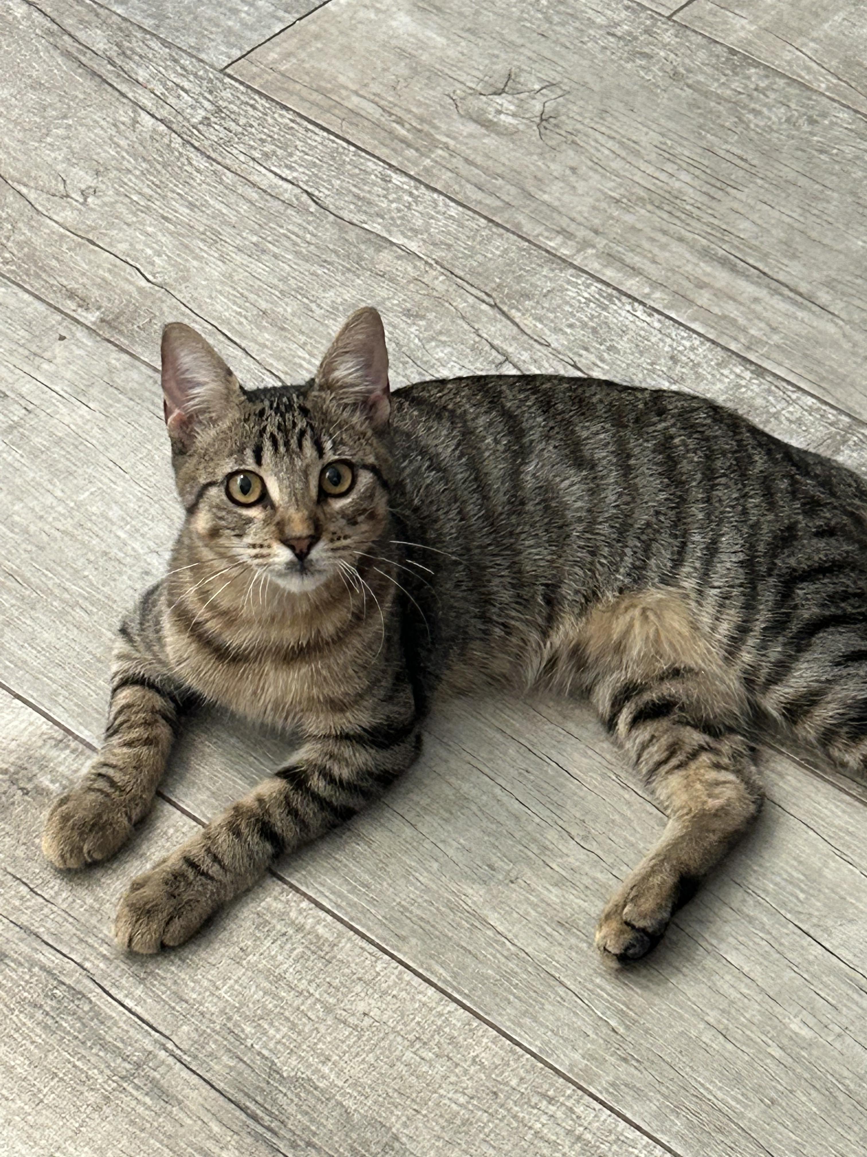 Xander and Phoenix (MT), a Adoptable Tabby in Billings, MT image 6/6