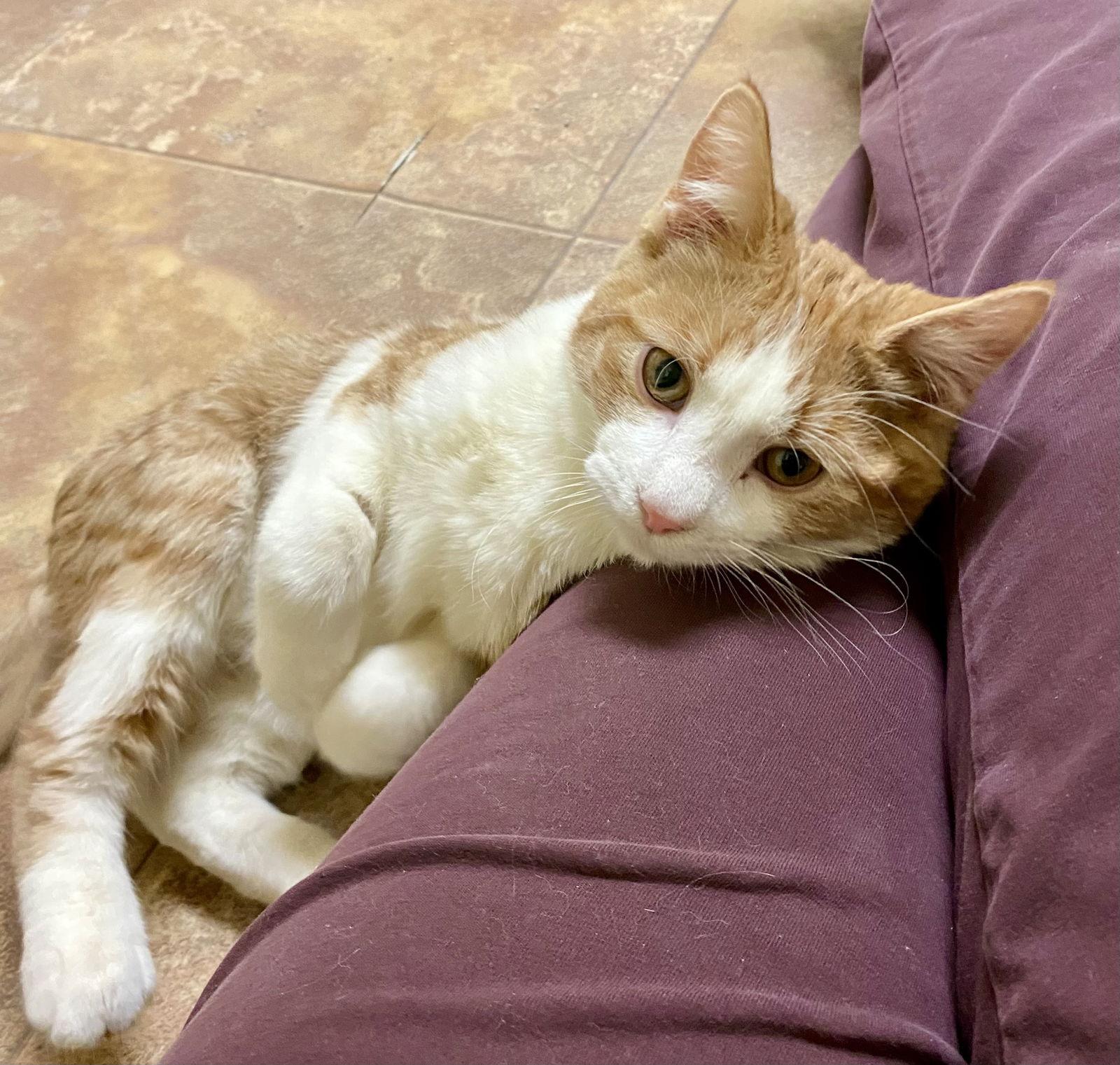 Enoki, Adoptable, Young Male Domestic Short Hair & Tabby.