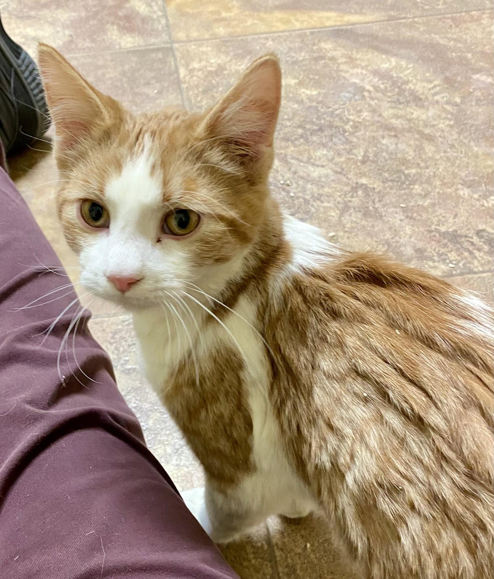 Enoki, a Adoptable mixed breed in Fargo, ND image 2/2