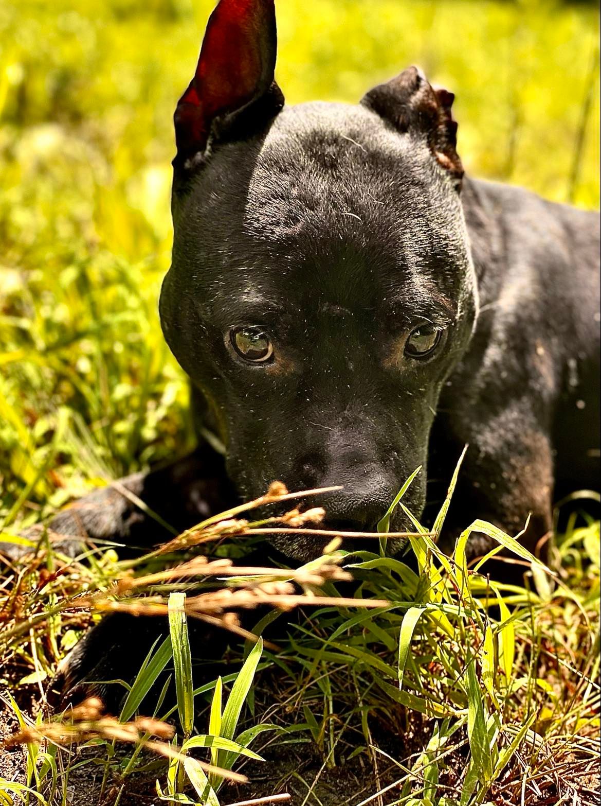 Enlarge Jetta, a Adoptable mixed breed in Virginia Beach, VA image 3/6