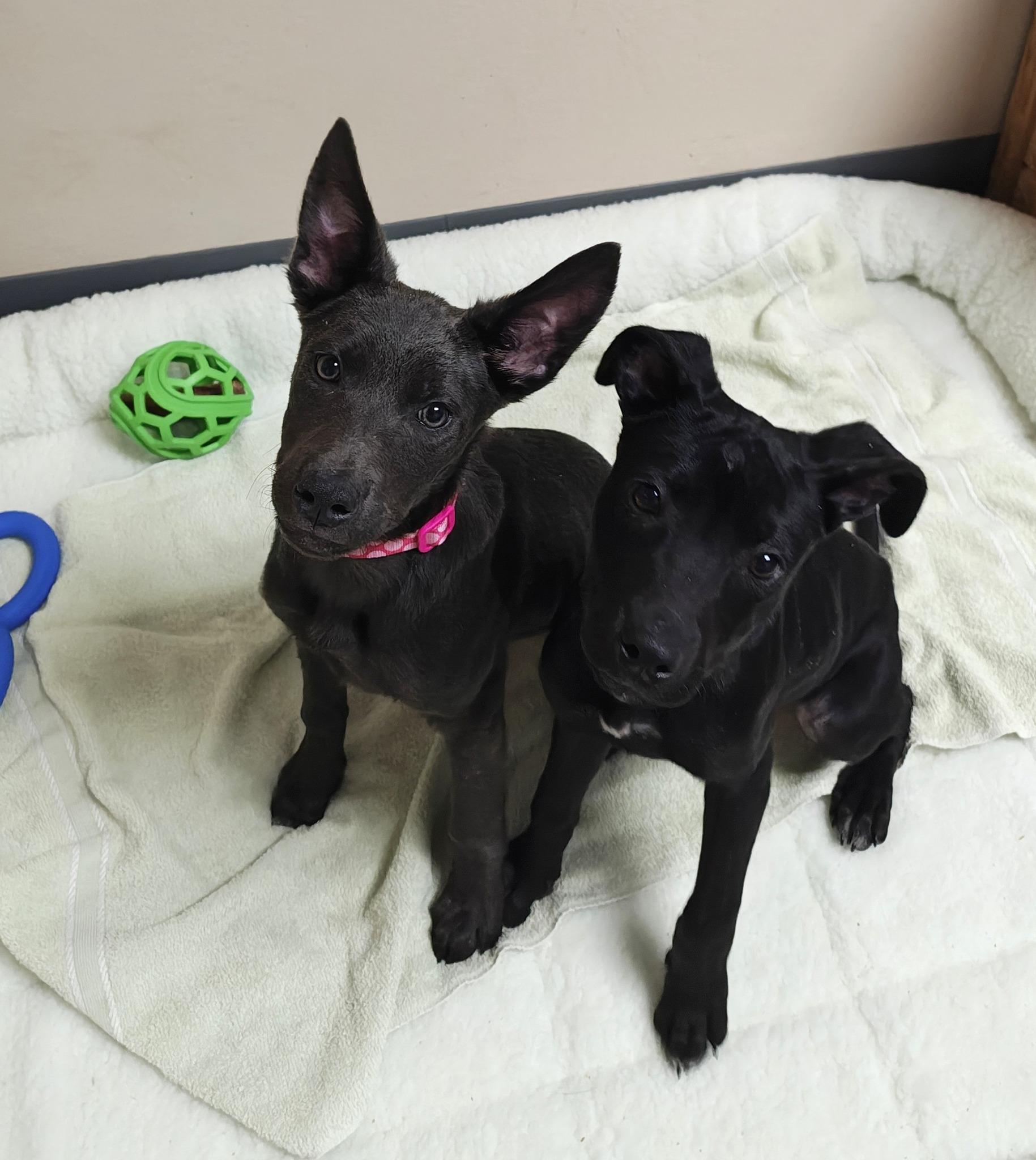 Sherbert, a Adoptable mixed breed in Oconto, WI image 2/4