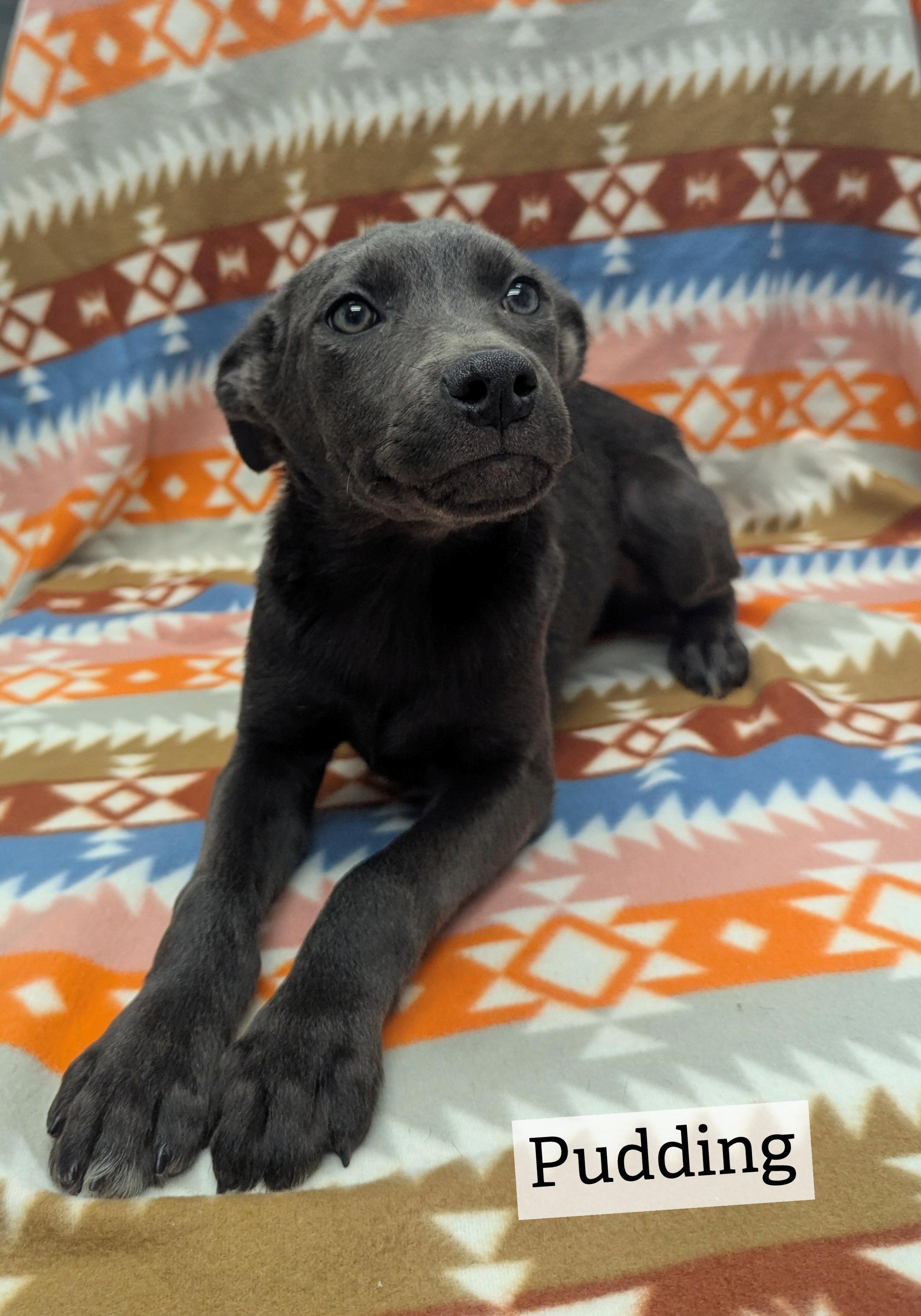 Enlarge Puppies Available, a Adoptable mixed breed in Oconto, WI image 3/3