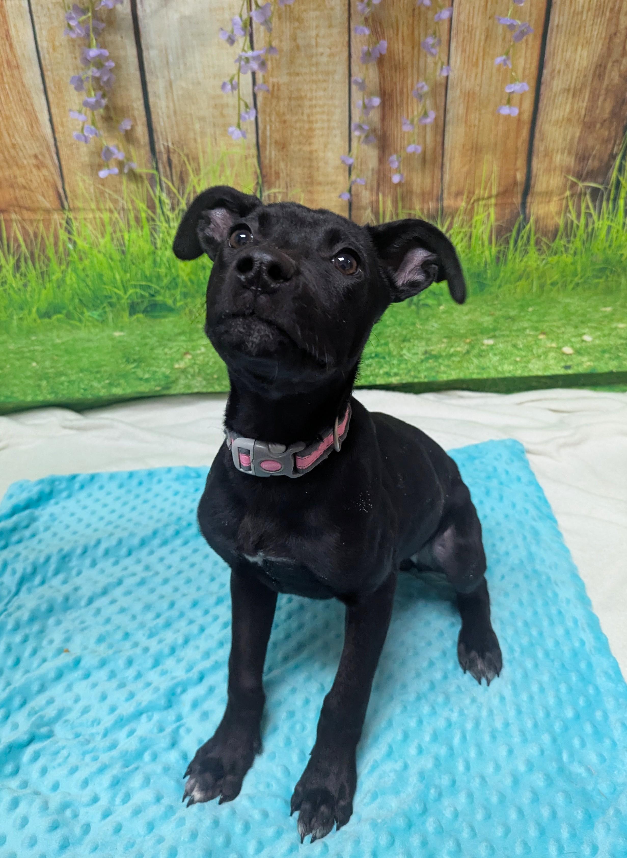 Sherbert, Adoptable, Puppy Female Mixed Breed.