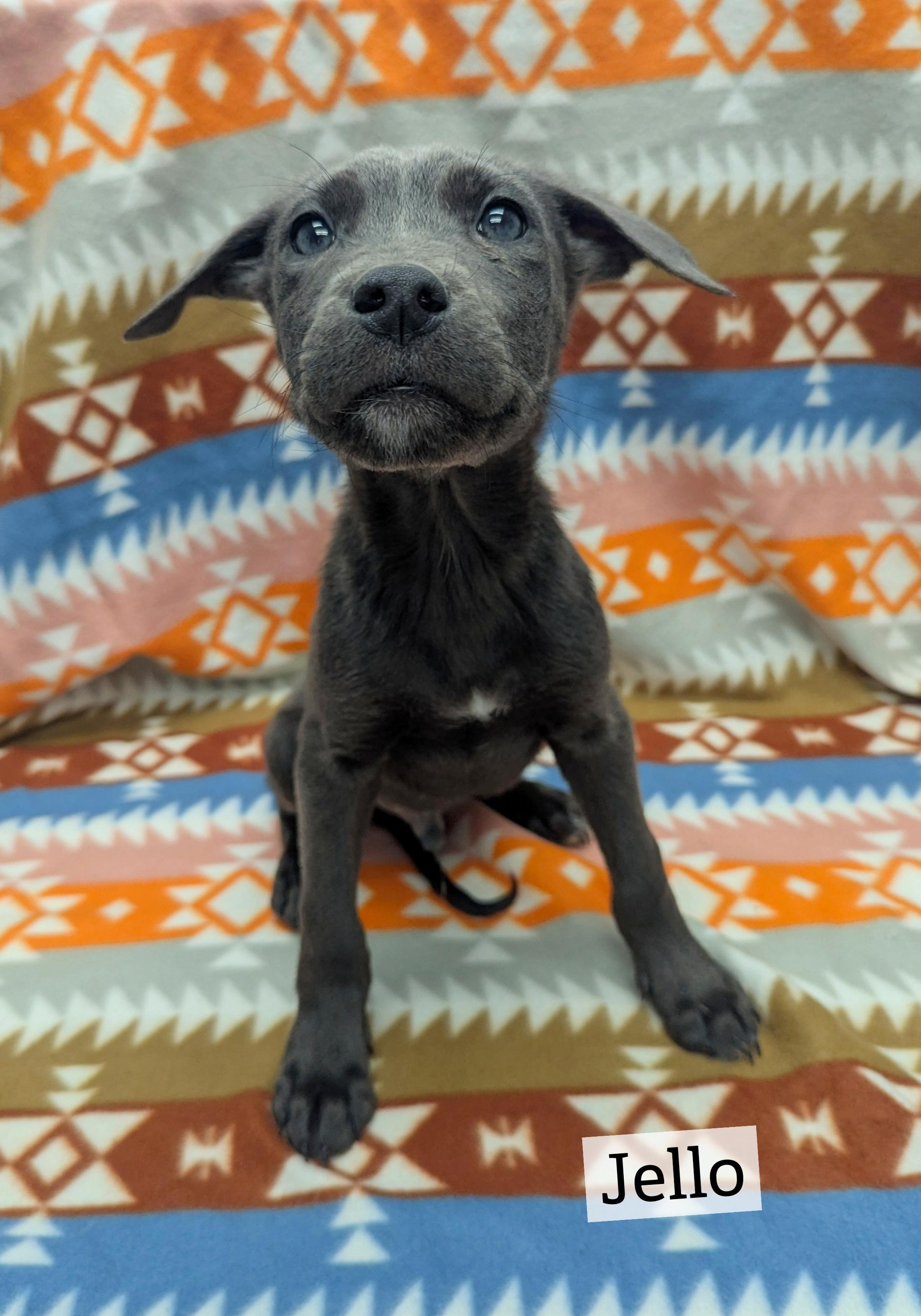 Enlarge Puppies Available, a Adoptable mixed breed in Oconto, WI image 2/3
