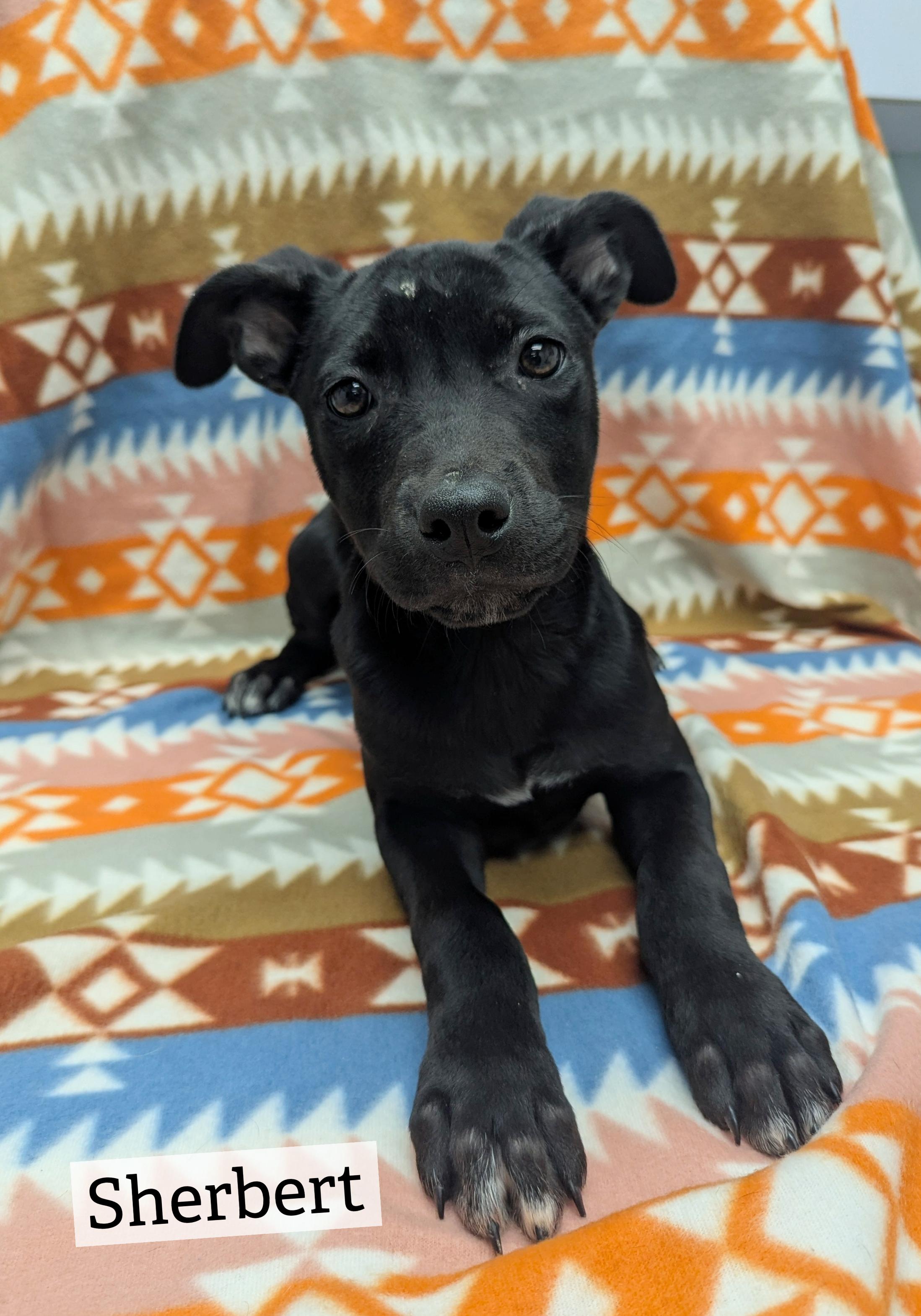 Enlarge Puppies Available, a Adoptable mixed breed in Oconto, WI image 1/3