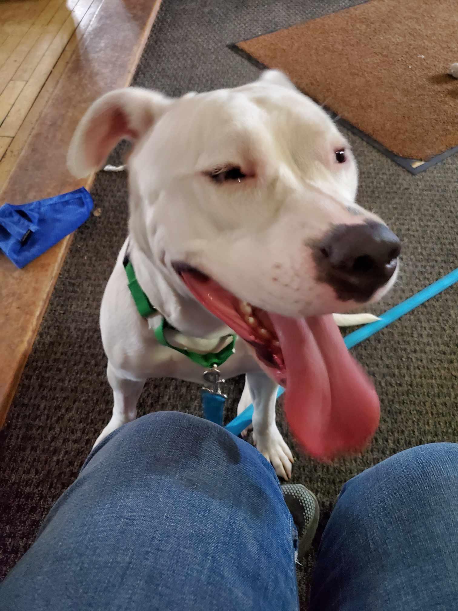 Enlarge Desdemona / Desi, a Adoptable mixed breed in Star Lake, NY image 5/5