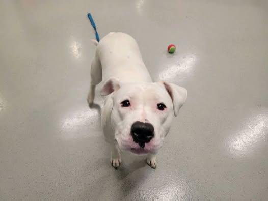 Enlarge Desdemona / Desi, a Adoptable mixed breed in Star Lake, NY image 4/5