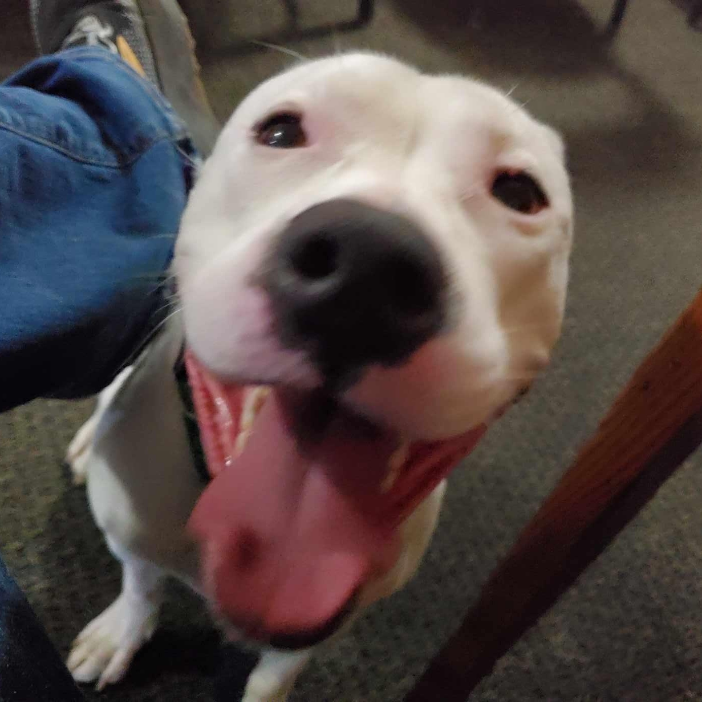 Enlarge Desdemona / Desi, a Adoptable mixed breed in Star Lake, NY image 3/5