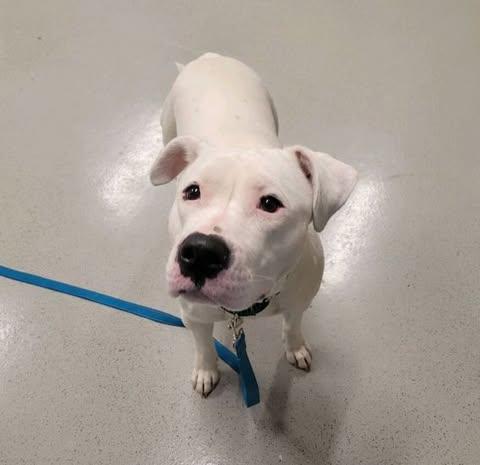 Enlarge Desdemona / Desi, a Adoptable mixed breed in Star Lake, NY image 1/5