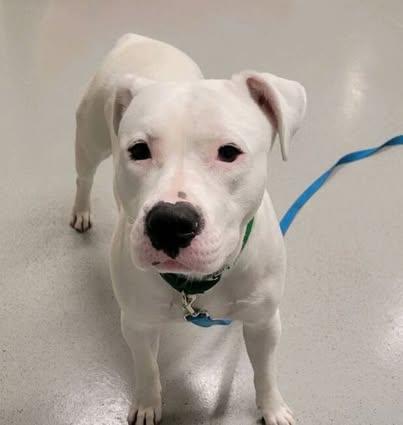 Enlarge Desdemona / Desi, a Adoptable mixed breed in Star Lake, NY image 2/5