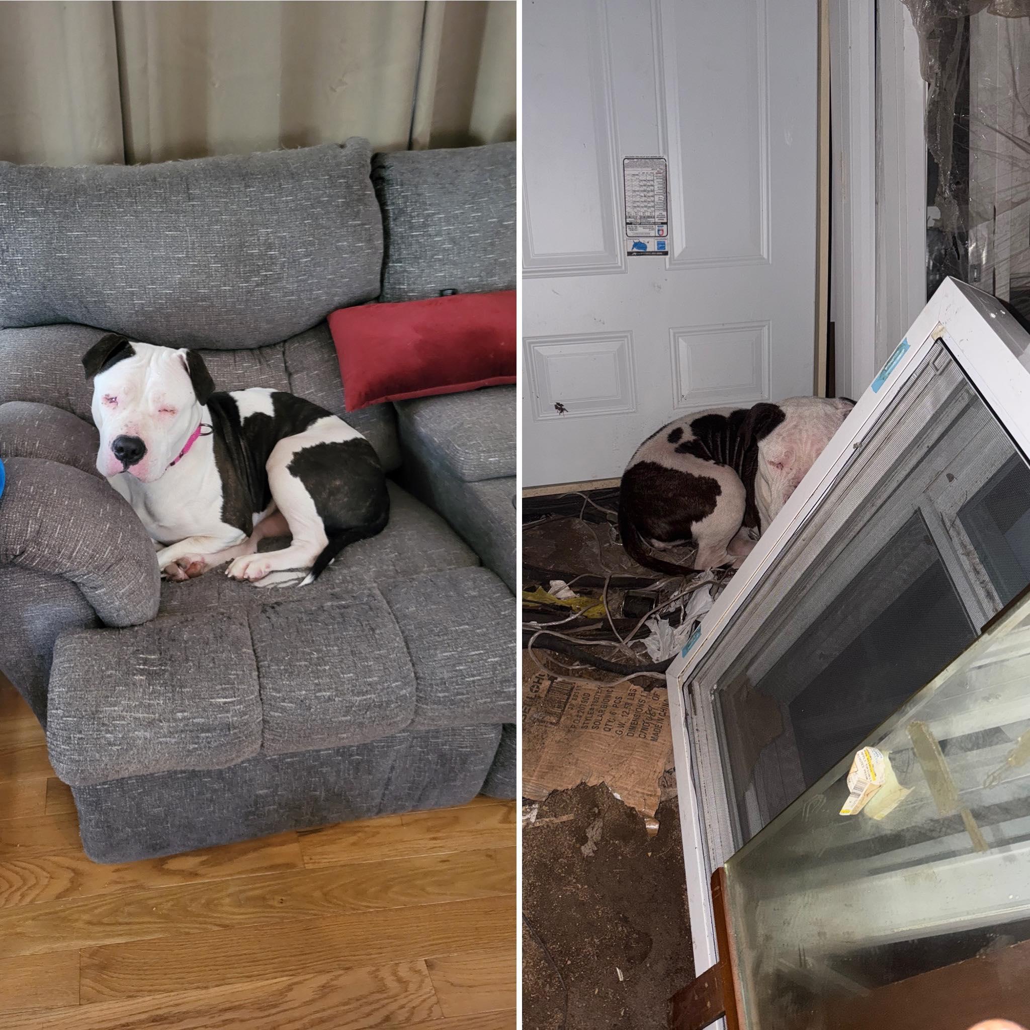 Dandelion, Adopted, Adult Female Pit Bull Terrier & American Bulldog.