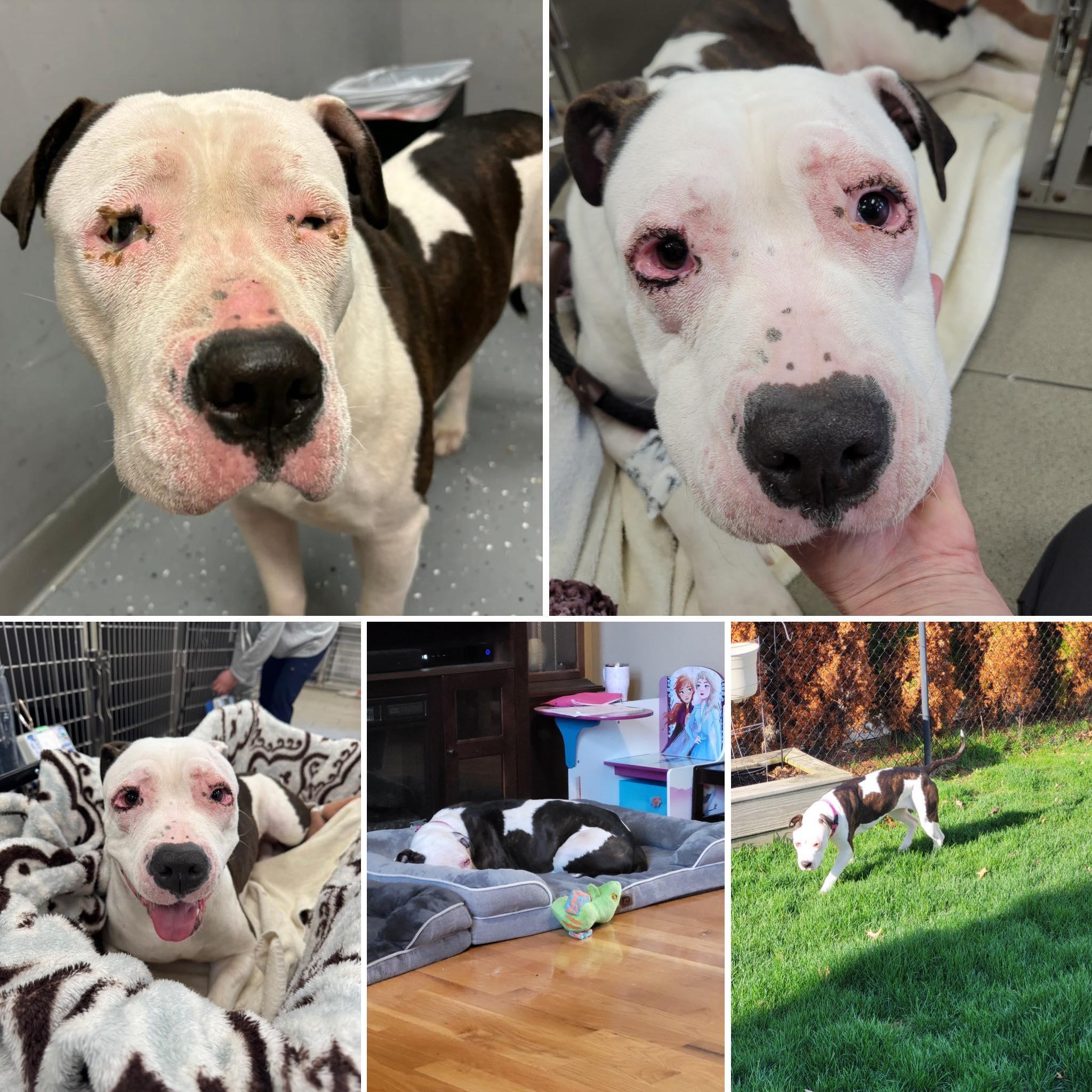 Dandelion, a Adopted mixed breed in Troy, MI image 2/4