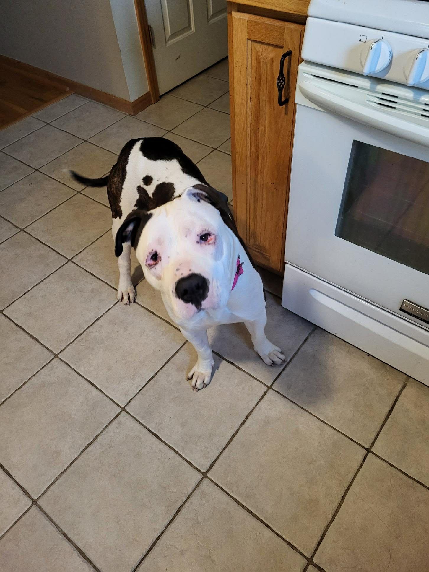 Dandelion, a Adopted mixed breed in Troy, MI image 3/4