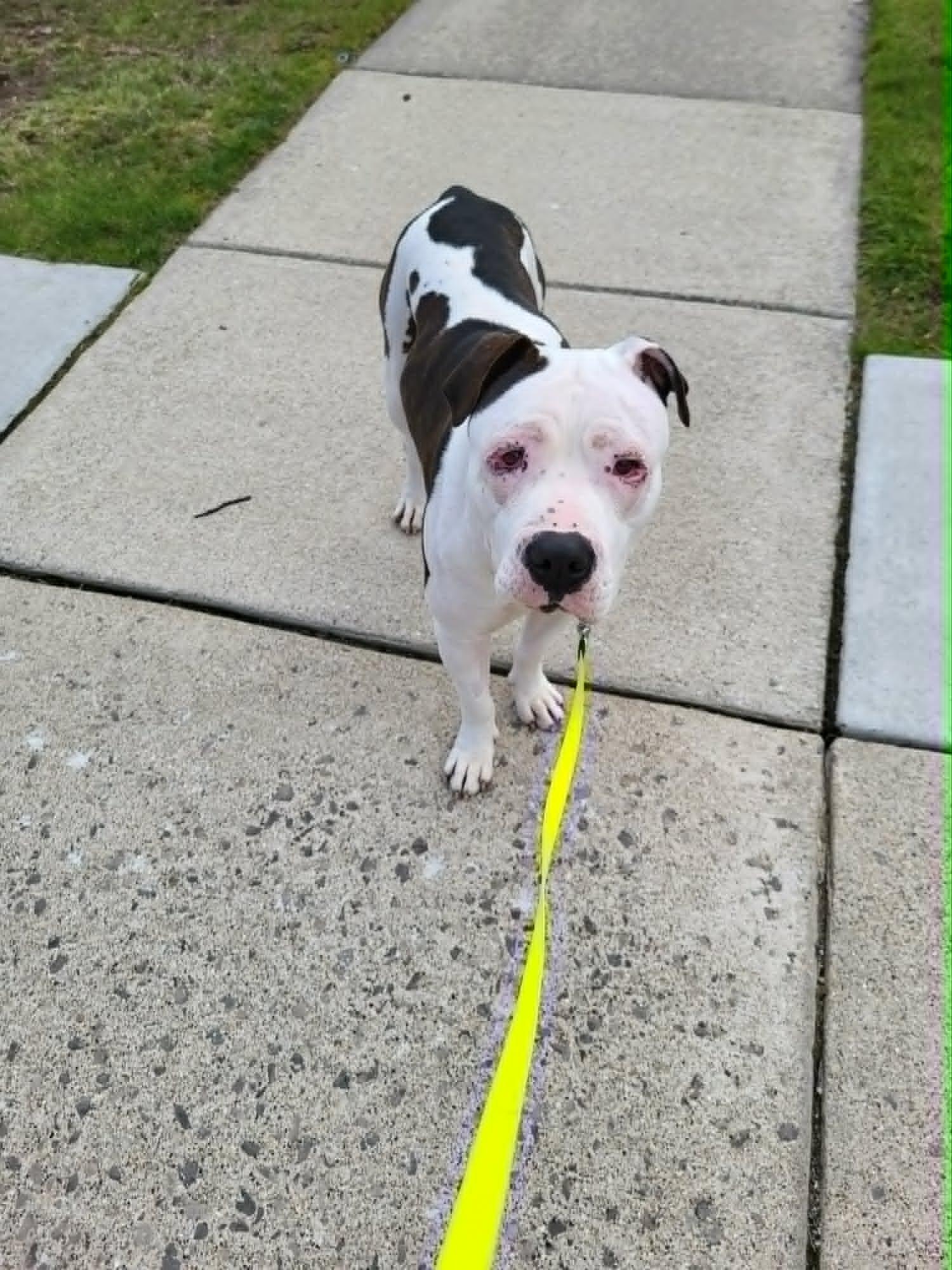 Dandelion, a Adopted mixed breed in Troy, MI image 4/4